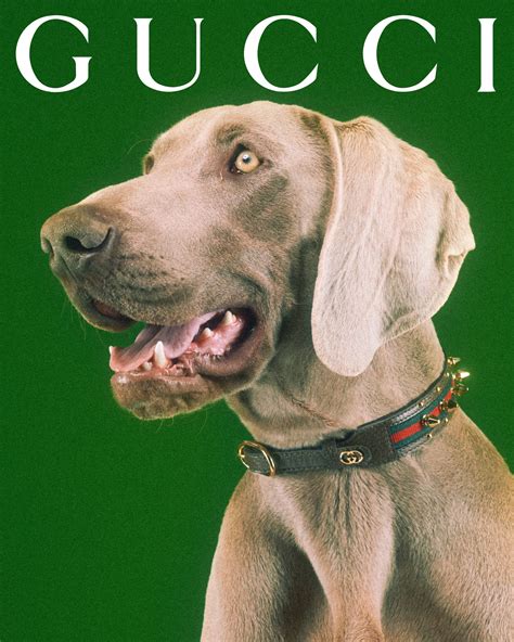 neloe gucci pet|gucci dogs for sale.